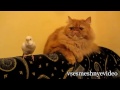 Смешные Кошки: Подборка Приколов С Кошками (часть 1)