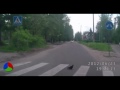 Животные-пешеходы иногда умнее людей! / Animals-pedestrians