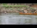 Лабрадор спасает уплывающих на каноэ собак.