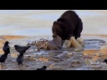 Охота медведя гризли (лат. Ursus arctos horribilis)