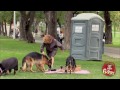 Dogs Eat Picnic Prank