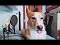 Собака поёт песню Деспасито