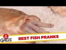 Best Fish Pranks - Best of Just for Laughs Gags