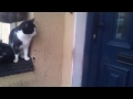 Умный кот умеет открывать дверь
