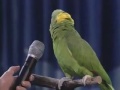 Потрясающее умение попугая имитировать голос и музыку