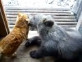 Кот против медведя(cat vs bear).flv