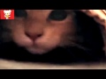Смешные кошки 1 ● Приколы с животными лето 2014 ● Funny cats vine compilation ● Part 1