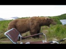 Самые неожиданные встречи с медведем