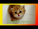 Смешное видео о животных Прикольное видео для детей Создай себе хорошее настроение