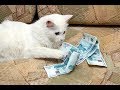 Деньги и Животные Когда Кот бухгалтер