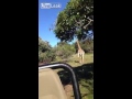 Девушки очень испугались, когда за ними погнался жираф