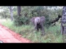 Маленький слоненок охраняет свою территорию