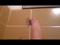 spider jumps water
