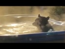Медведь в джакузи