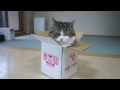 Кот Мару король коробок