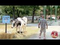 Fresh Milk Cow Attack