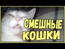 Смешные кошки приколы про кошек и котов 2017 #46