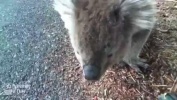Маленький детеныш коалы очень голоден