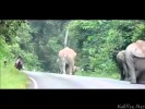 Слон и мотоциклист)