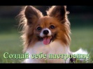 Позитив Смешное видео Приколы о животных Видео для детей Создай себе хорошее настроение