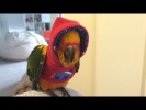 Смешные и талантливые попугаи #2