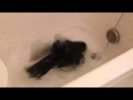 Ворон принимает ванну