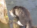 Забавный кот   профессиональный рыбак