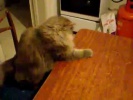 Funny cat eating