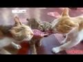 Смешное видео с кошками Подборка приколов с кошками 2013