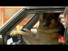 Smart Dog Drives Smart Car