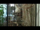 Нереально болтающий попугай Гриша - 2012 год (1)