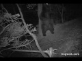Чем животные занимаются ночью в лесу :)