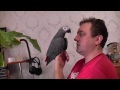 Попугай Гриша (Добрый) - 2012 год (3)