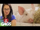 Gassy Pig Grosses Out Victims