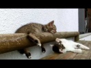Смешны кошки и спящий кролик
