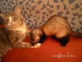 Спокойный котэ и его назойливый друг