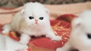 Cute Baby Cat UHD 4K Little Kittens かわいい子猫 #140