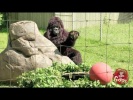 Gorilla Plays Ball With a Little Kid