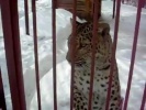 Леопард не любит, когда его снимают на камеру