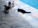 Кошка столкнула собаку в бассейн
