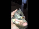 Biscuits the flying squirrel vs pecan