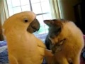 Попугай достает котенка / Приколы с животными