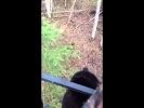 Охотник быстро ретировался при виде медведя