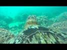 прикрепили камеру на панцирь гигантской черепахи