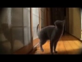 Интересное видео!  Умный кот стучится в дверь!