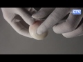 Резиновое яйцо после уксуса - химические опыты