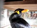 Птица издает очень странные и необычные звуки
