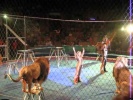 Horrible incident / Lviv Circus ( Жесть ) / Трагедия во Львовском цирке