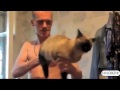 СМЕШНЫЕ КОШКИ. Подборка самых смешных видео про кошек и котов