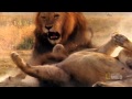 Лев против Льва
